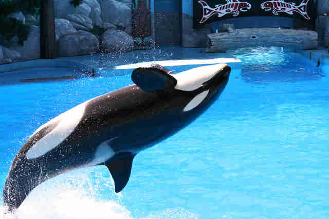 These Are The Last Orcas To Ever Live In SeaWorld Tanks - The Dodo