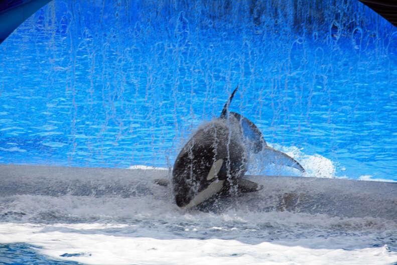 These Are The Last Orcas To Ever Live In SeaWorld Tanks - The Dodo