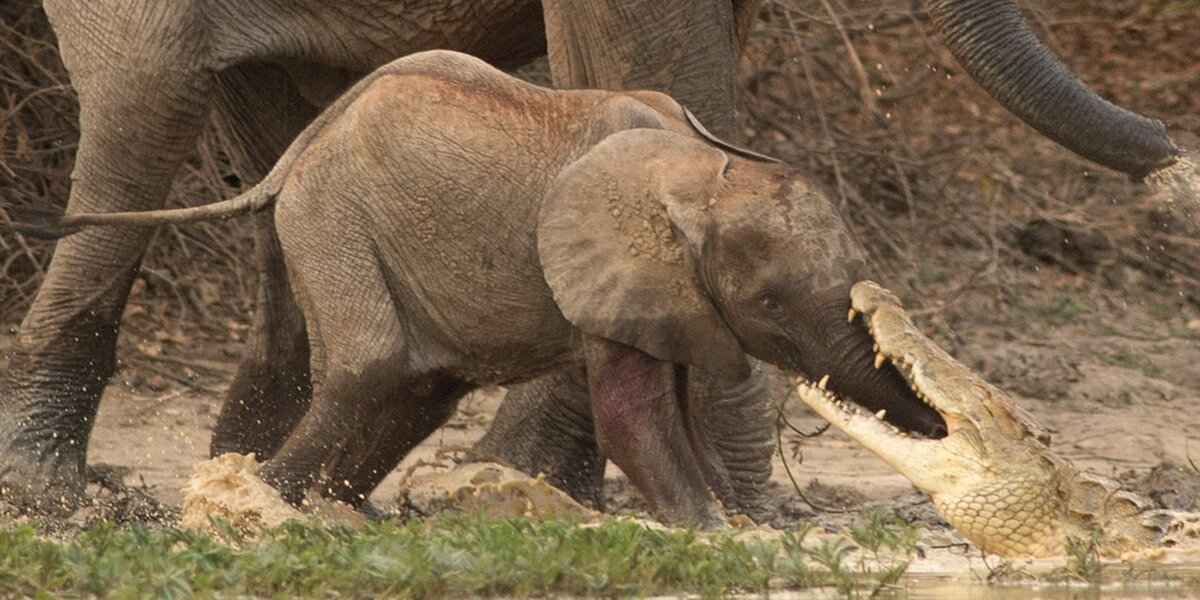 Baby Elephant Learns Why You Don't Stick Your Whole Trunk In The Water - The Dodo