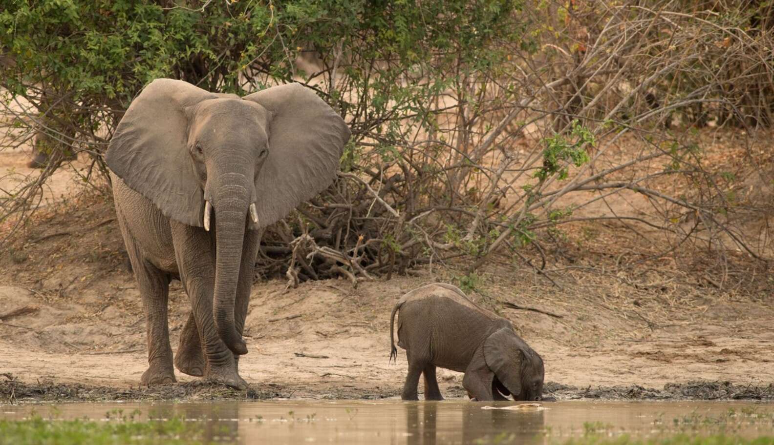 Baby Elephant Learns Why You Don't Stick Your Whole Trunk In The Water ...