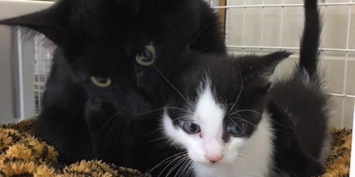 'Mom' Cat Found Taking Care Of Abandoned Kittens Isn't Actually A Mom ...