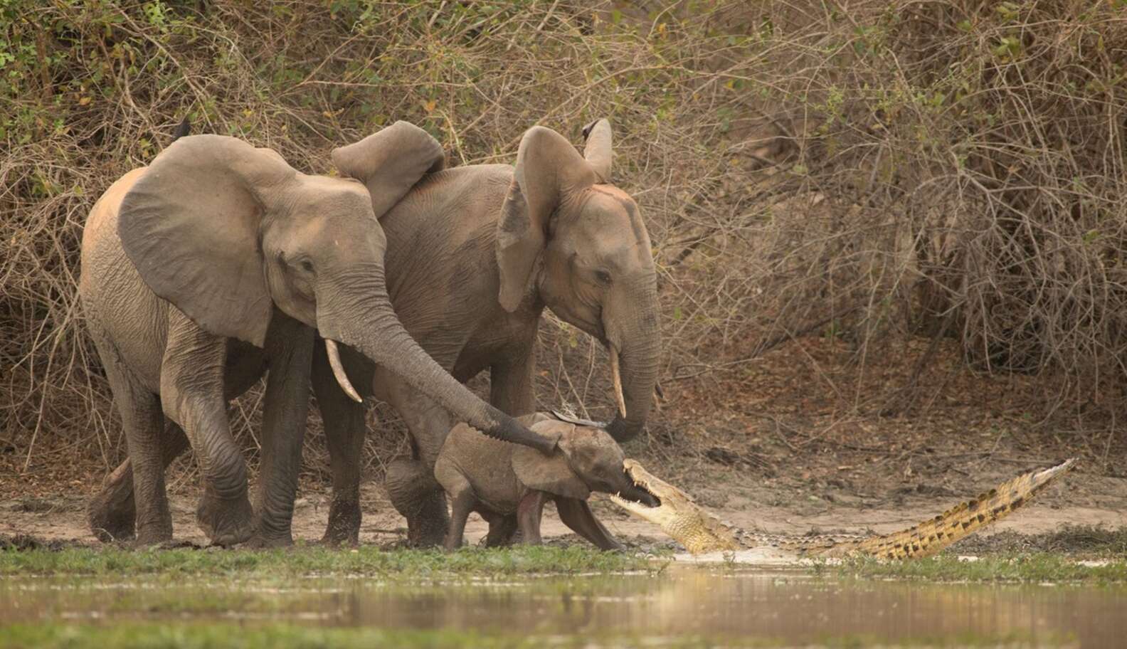 Baby Elephant Learns Why You Don't Stick Your Whole Trunk In The Water ...