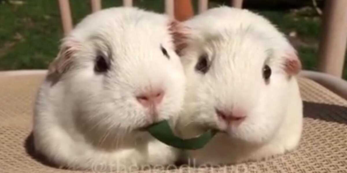 Snack Time Turns Ugly As Guinea Pig Sisters Reach The Final Bite - The Dodo