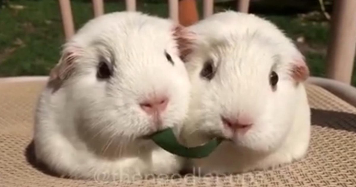 Picture of Snack Time Turns Ugly As Guinea Pig Sisters Reach The Final Bite - The Dodo