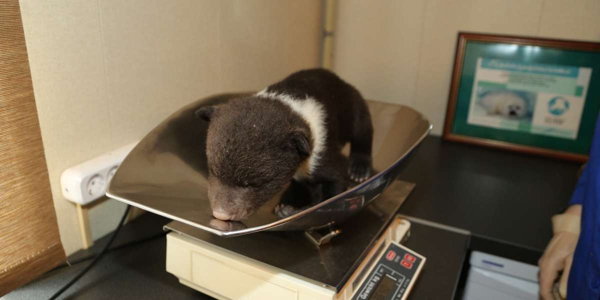 These Might Just Be The Littlest Bears You’ve Ever Seen - The Dodo