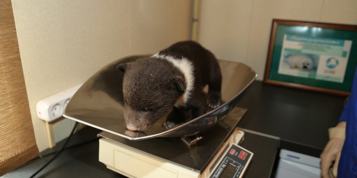 Compact Bears These Might Just Be The Littlest Bears You’ve Ever Seen - The Dodo