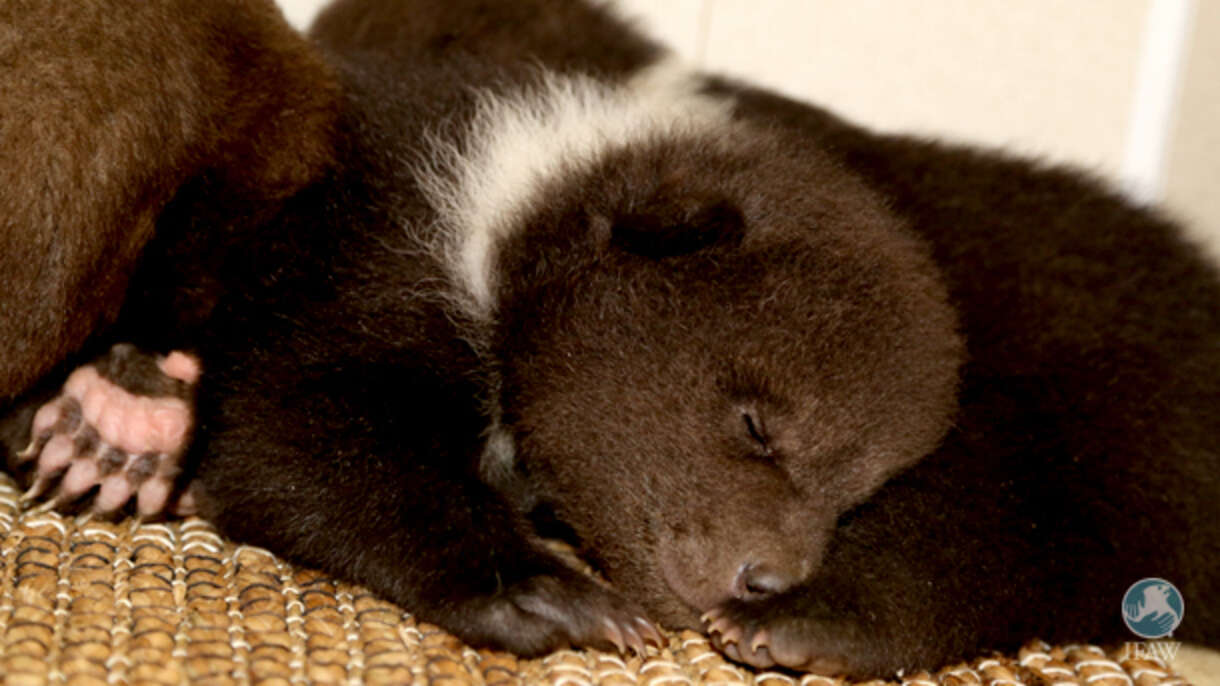 Compact Bears These Might Just Be The Littlest Bears You’ve Ever Seen - The Dodo