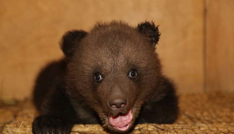 These Might Just Be The Littlest Bears You’ve Ever Seen - The Dodo