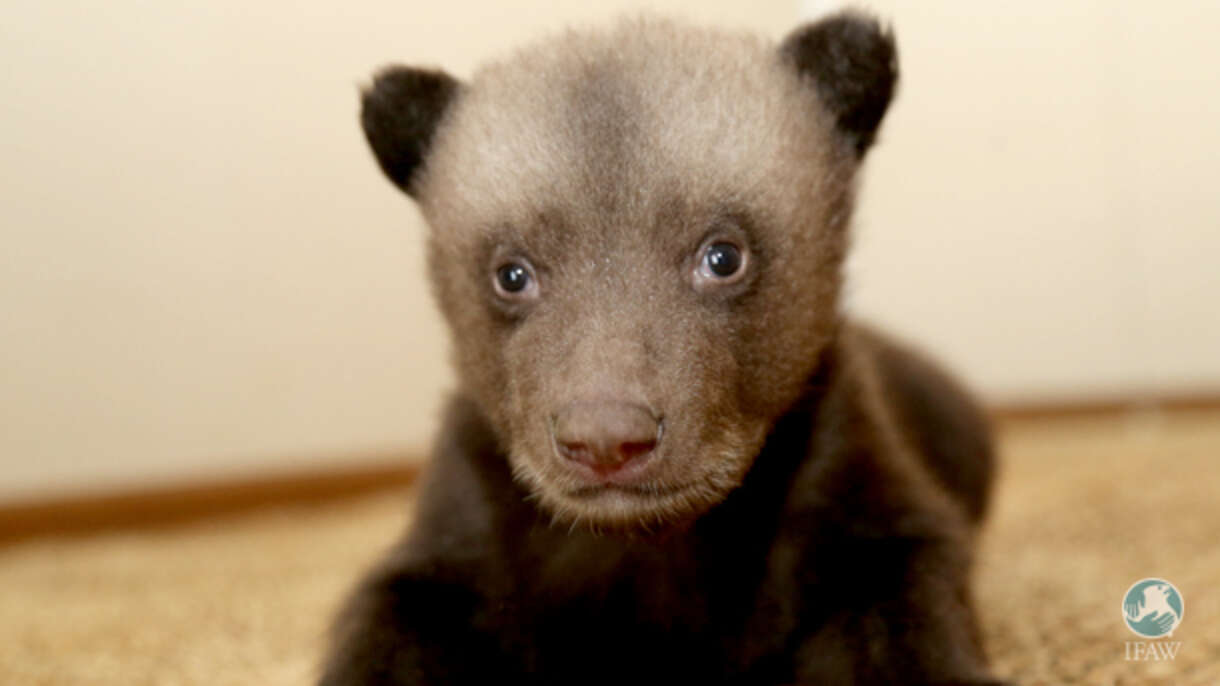 Compact Bears These Might Just Be The Littlest Bears You’ve Ever Seen - The Dodo
