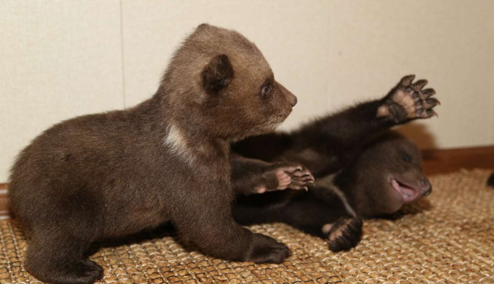 Compact Bears These Might Just Be The Littlest Bears You’ve Ever Seen - The Dodo