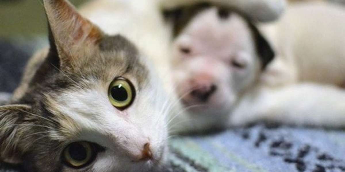 Mothering Cat Adopts Newborn Puppy, Earns Shelter 25,000 The Dodo