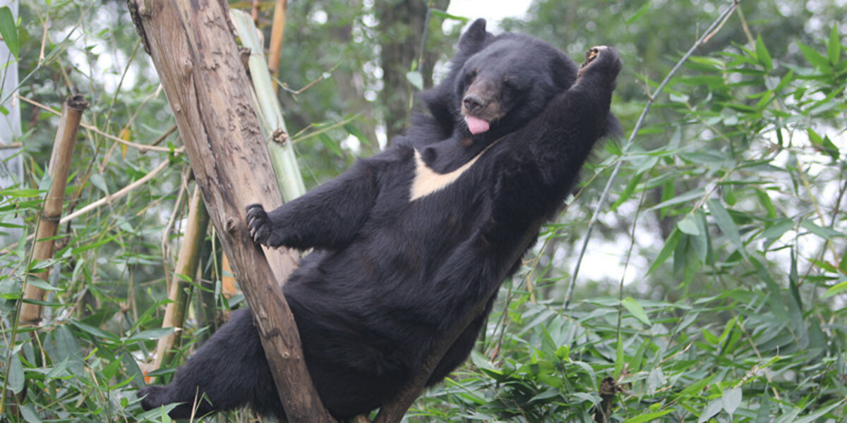 Bear Climb a Tree. Sloth trying to Climb a Tree. Mama Bear Climbing Tree.