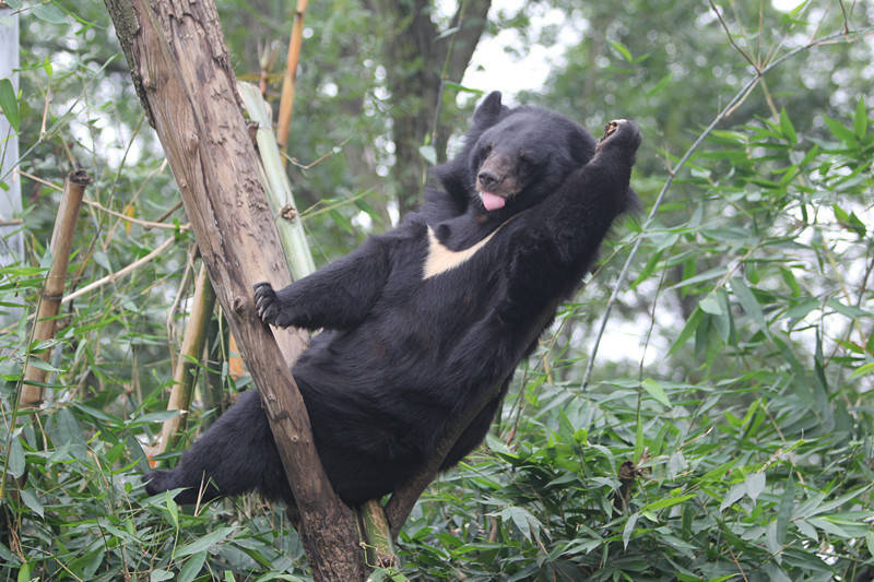 bear climbing a tree