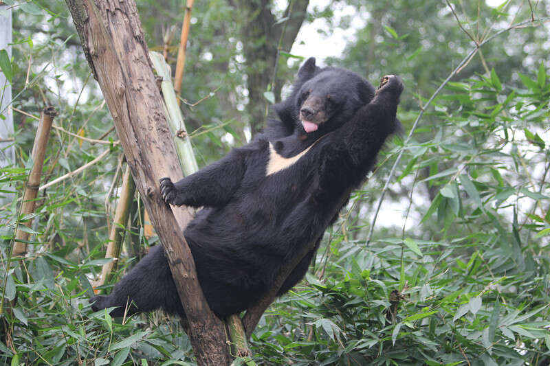 Tree-Climbing Bear Shows Us What Real Happiness Looks Like ...