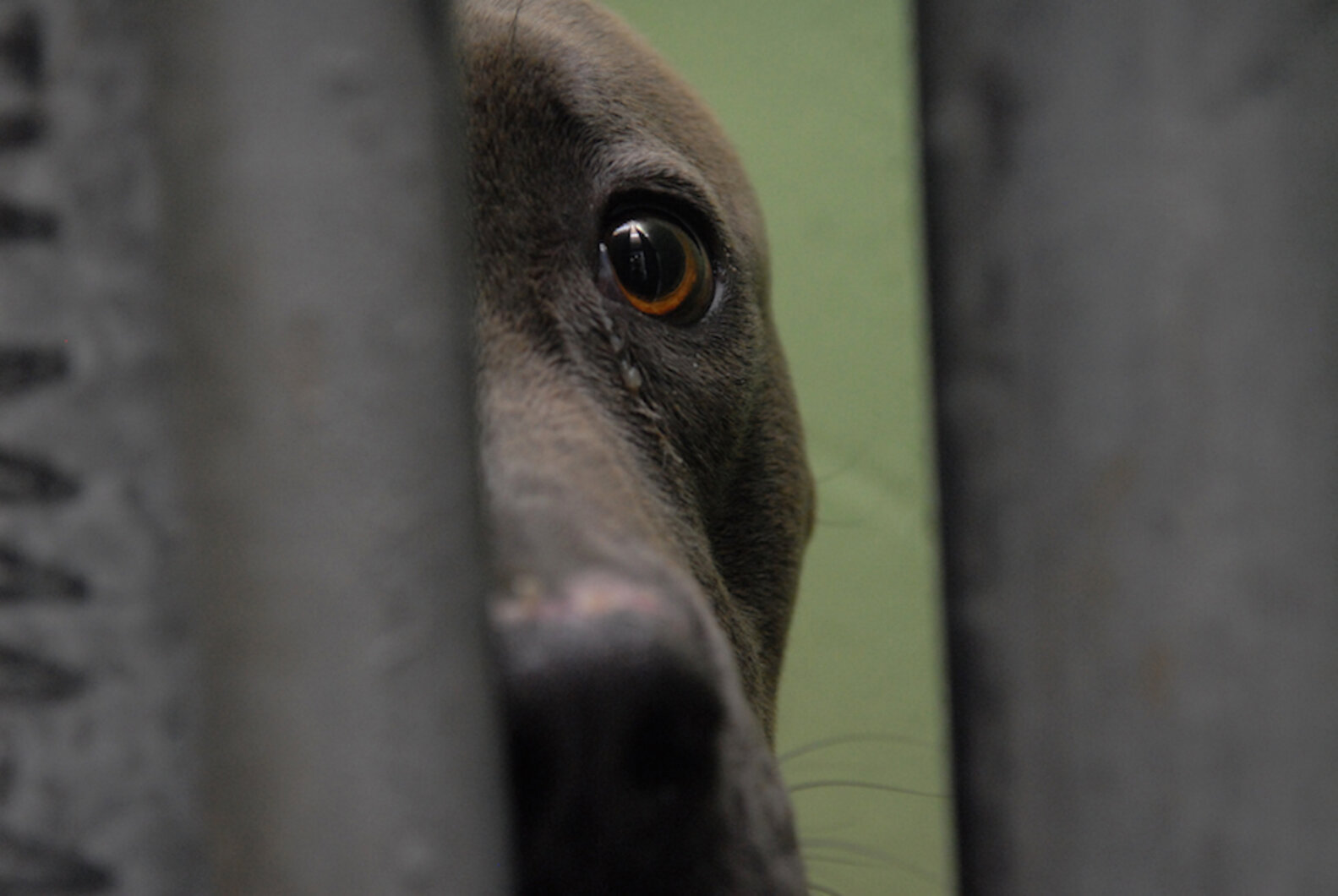 There's No Way To Sugarcoat Killing Shelter Pets The Dodo
