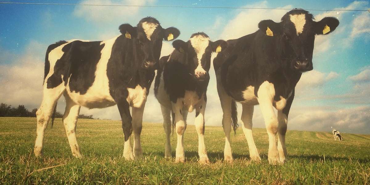 When It's Okay For Vegans To Buy Leather The Dodo