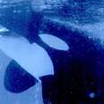 What Has SeaWorld Done To Kayla The Killer Whale?