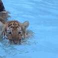 Florida Zoo Takes Tigers From Their Moms To Swim With Tourists