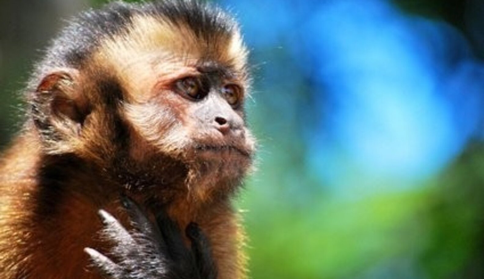 Working For An End To The UK Primate Pet Trade The Dodo