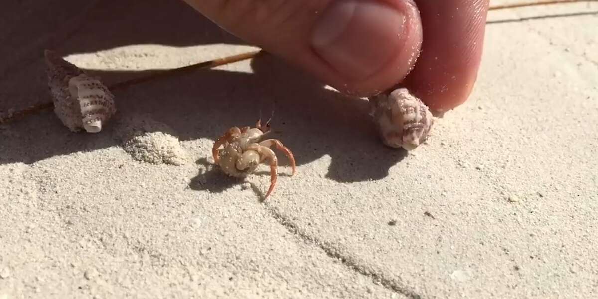 People Give Homeless Hermit Crab A New Shell - The Dodo