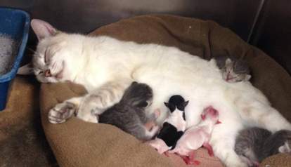 photos mother cat adopts two premature