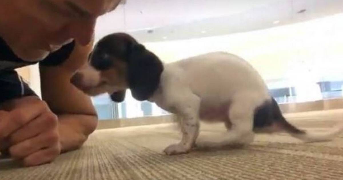 This Dog Could Barely Walk Until He Met His New Dad The Dodo