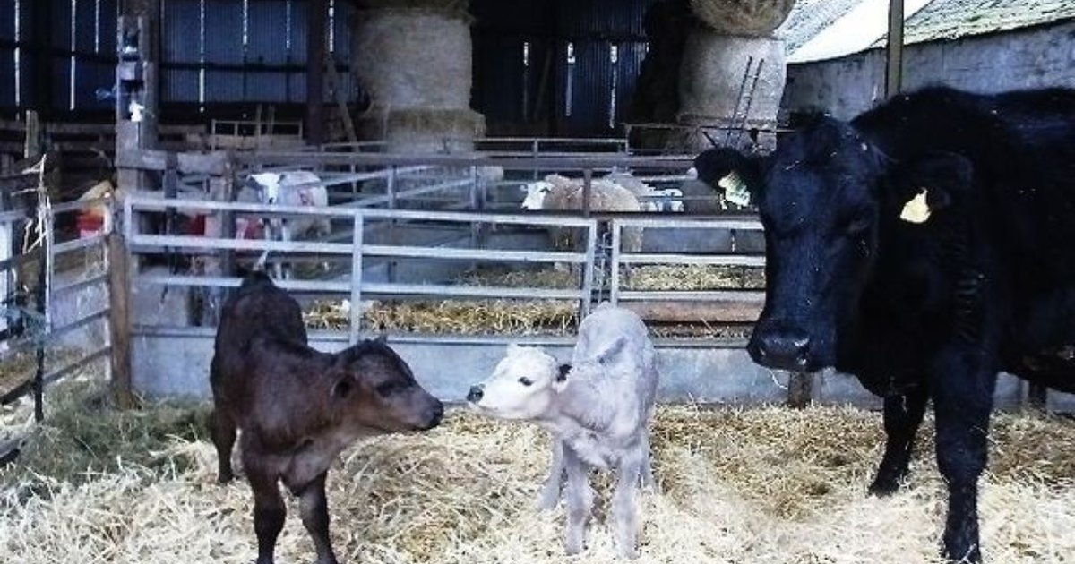 Two Baby Daddies, One Pregnancy Cow Gives Birth To Rare Twins The Dodo