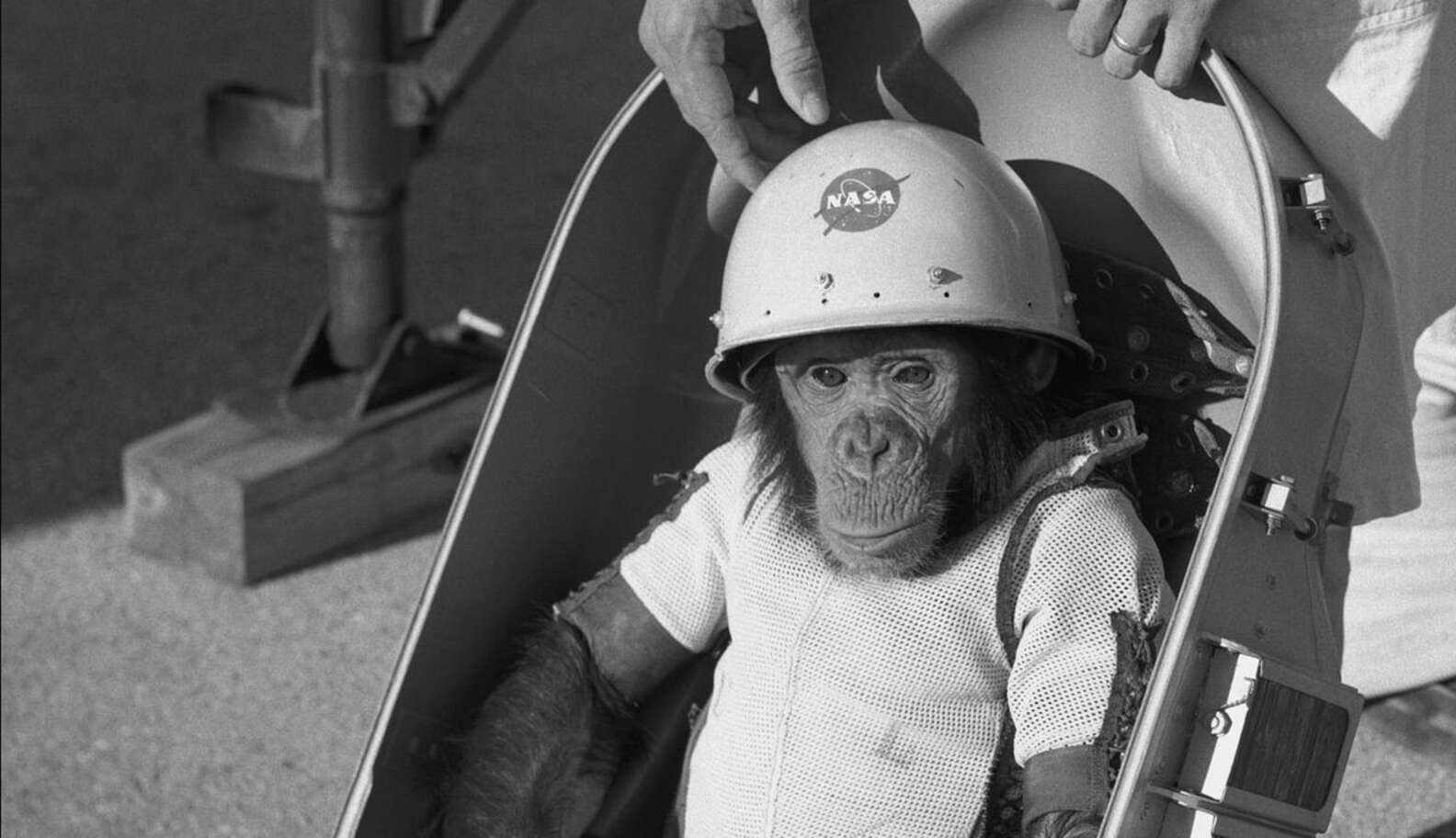 The First American In Space Was A Captured Chimp - The Dodo