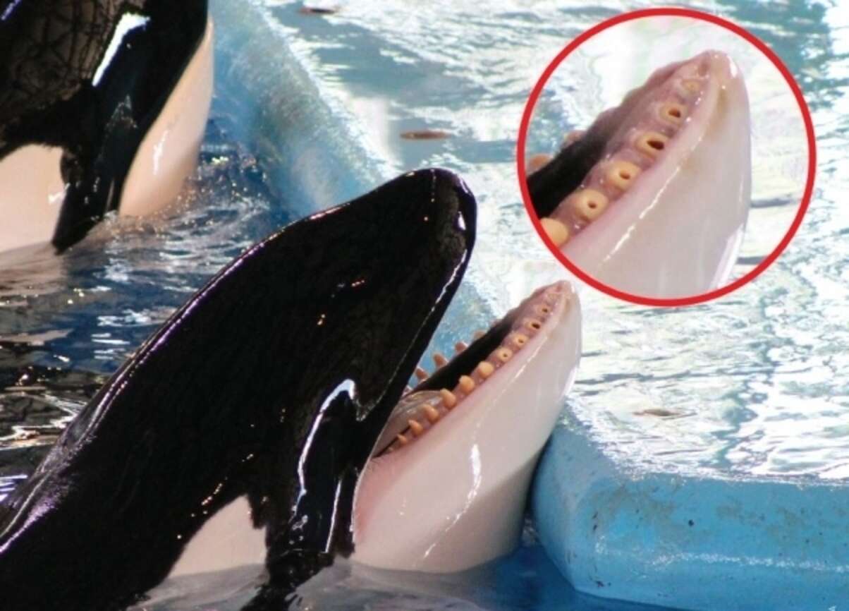 SeaWorld Orcas Have 'Alarming' Number Of Injuries, Vet Reveals The Dodo