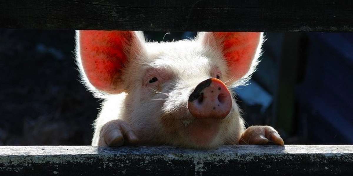 Which Food Companies Do Pigs Hate Most? Read This List The Dodo