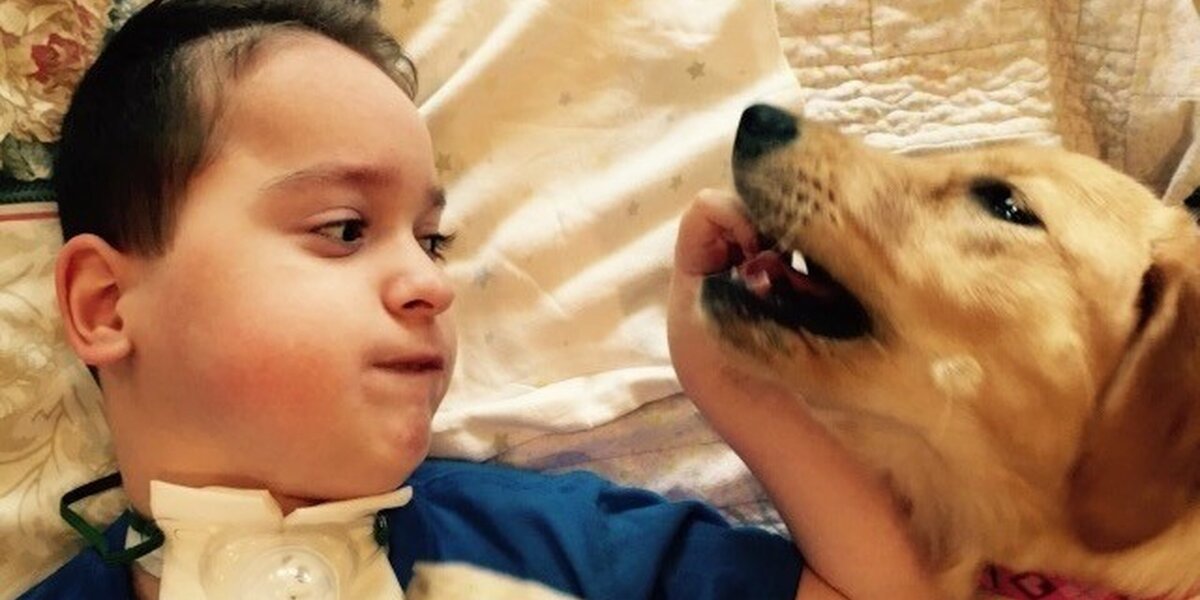 Boy Who Can't Walk Is Smiling For The First Time Because Of His Dog ...