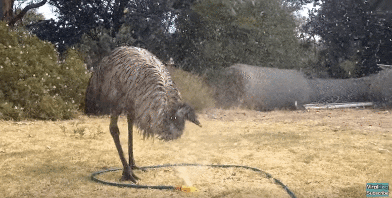 Emu Discovers A Sprinkler And Completely Loses His Mind - The Dodo