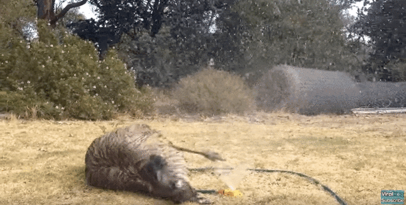 Emu Discovers A Sprinkler And Completely Loses His Mind - The Dodo