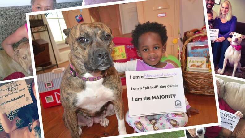 The Real Truth About Pit Bull Owners - The Dodo