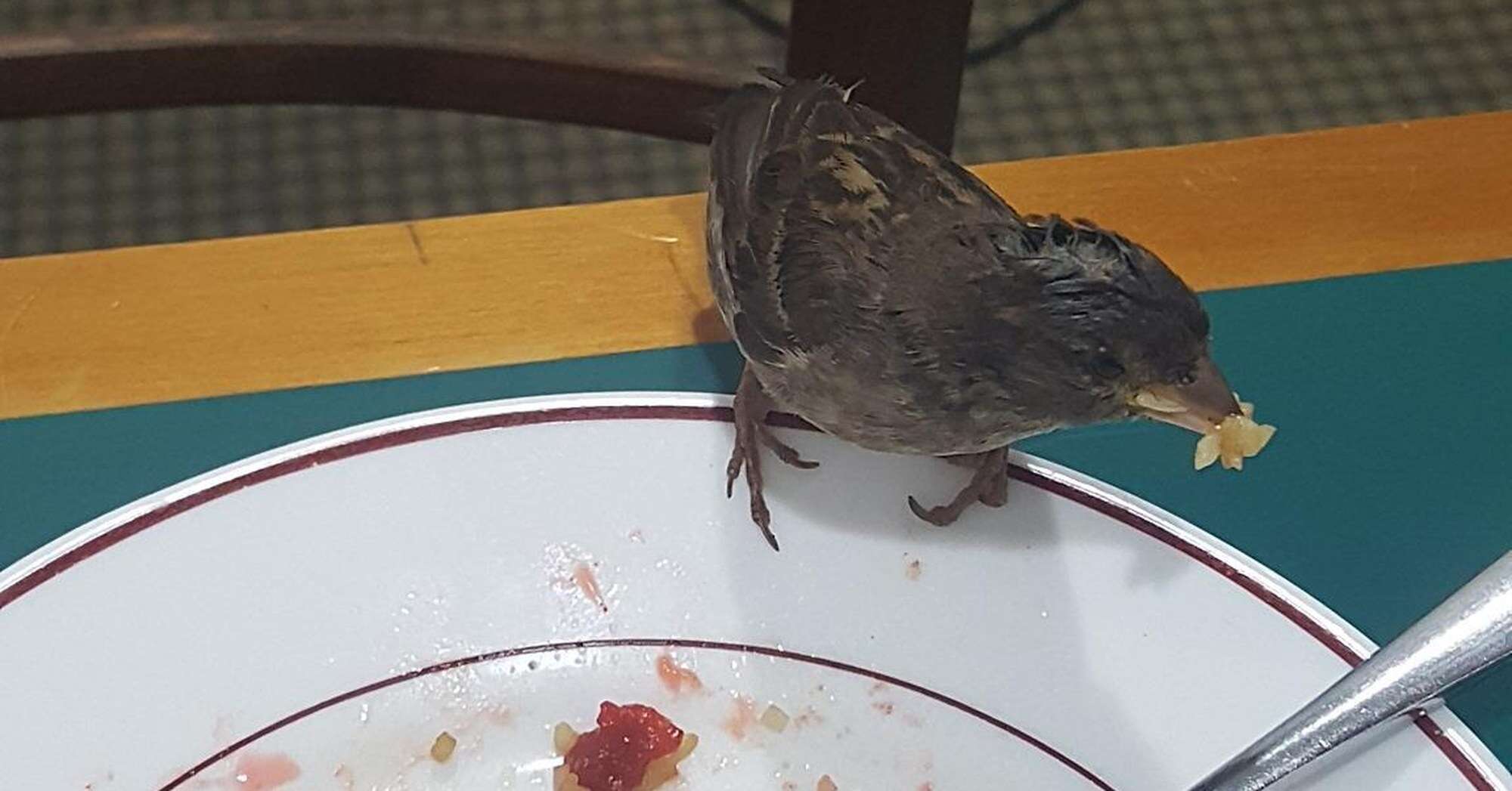 sparrow has lunch with man every day 