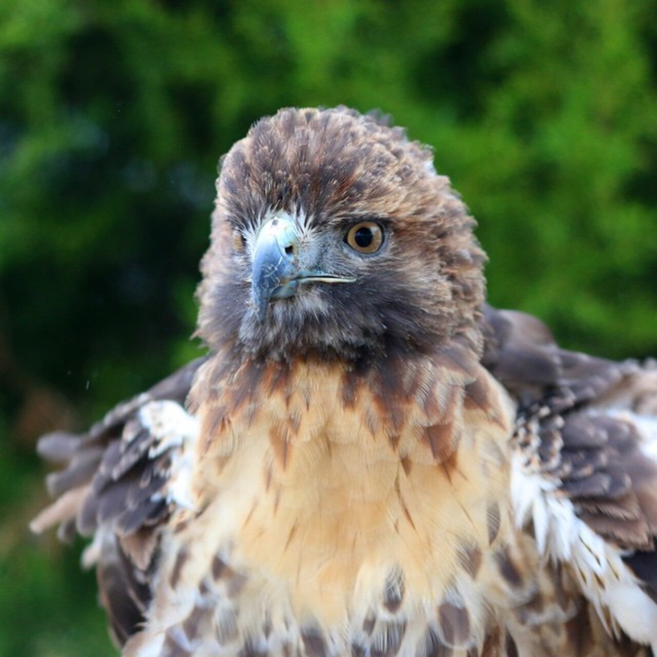 I hope everyone had a good holiday! This Redtailed Hawk