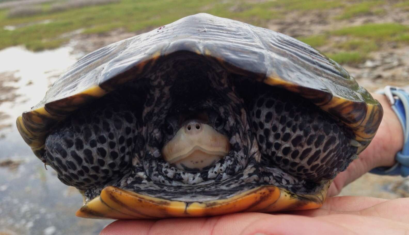 High School Students Unite To Fight For Protection Of Jersey Turtles ...