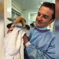 Little Injured Fox Drags His Legs To Man Who Can Help Him
