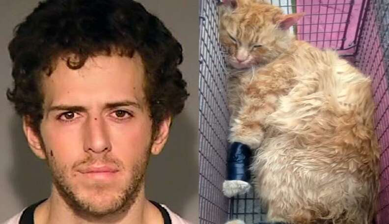 Cops Search Man's Bag, Find Dying Cat Wrapped In Tape - The Dodo