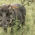 Warthogs: The Cutest Ugly Animal In Africa