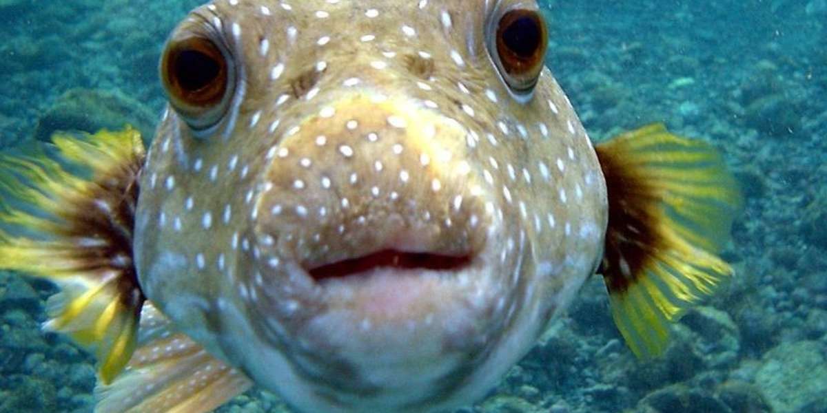 Science Says That Fish Have Feelings Too The Dodo