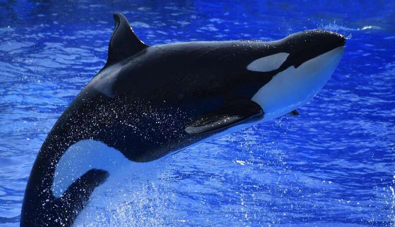 SeaWorld's Third Lawsuit In A Month Is The Most Damning Yet - The Dodo