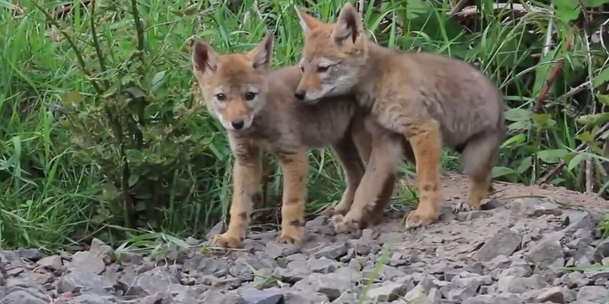 Canada Goose Fur Looks Better On Them The Dodo