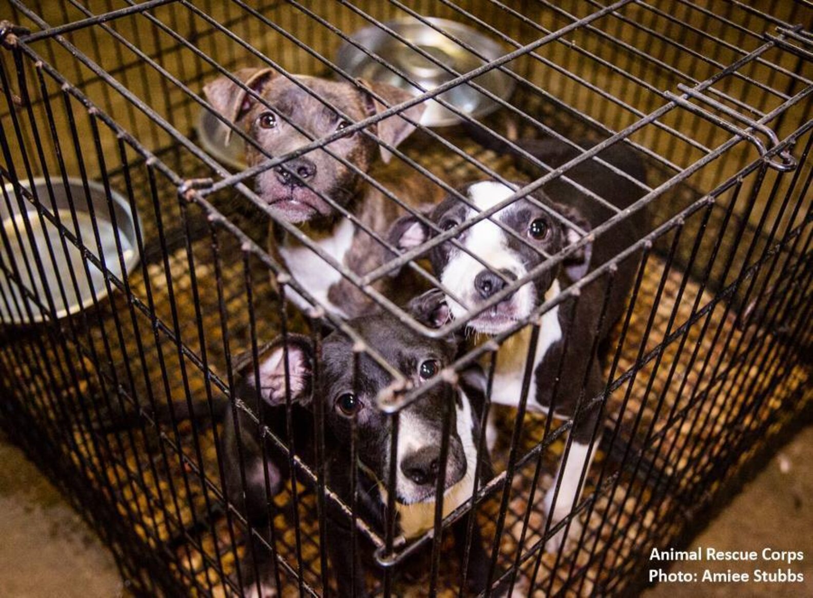 This Is The Horrifying Reality Of An Overwhelmed Animal Shelter The Dodo