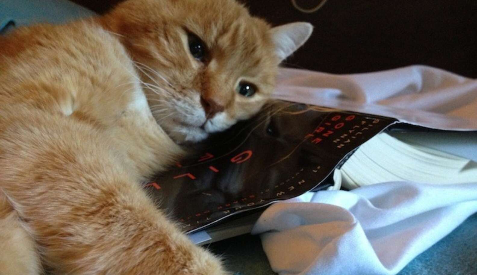 Why Does My Cat Lie On My Books? - The Dodo