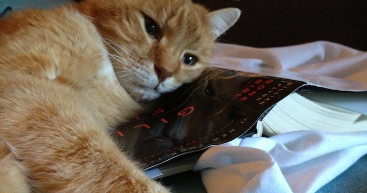 Why Does My Cat Lie On My Books? The Dodo