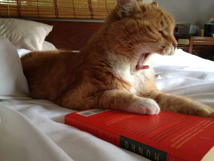 Home - Sleeping Cat Books LLC