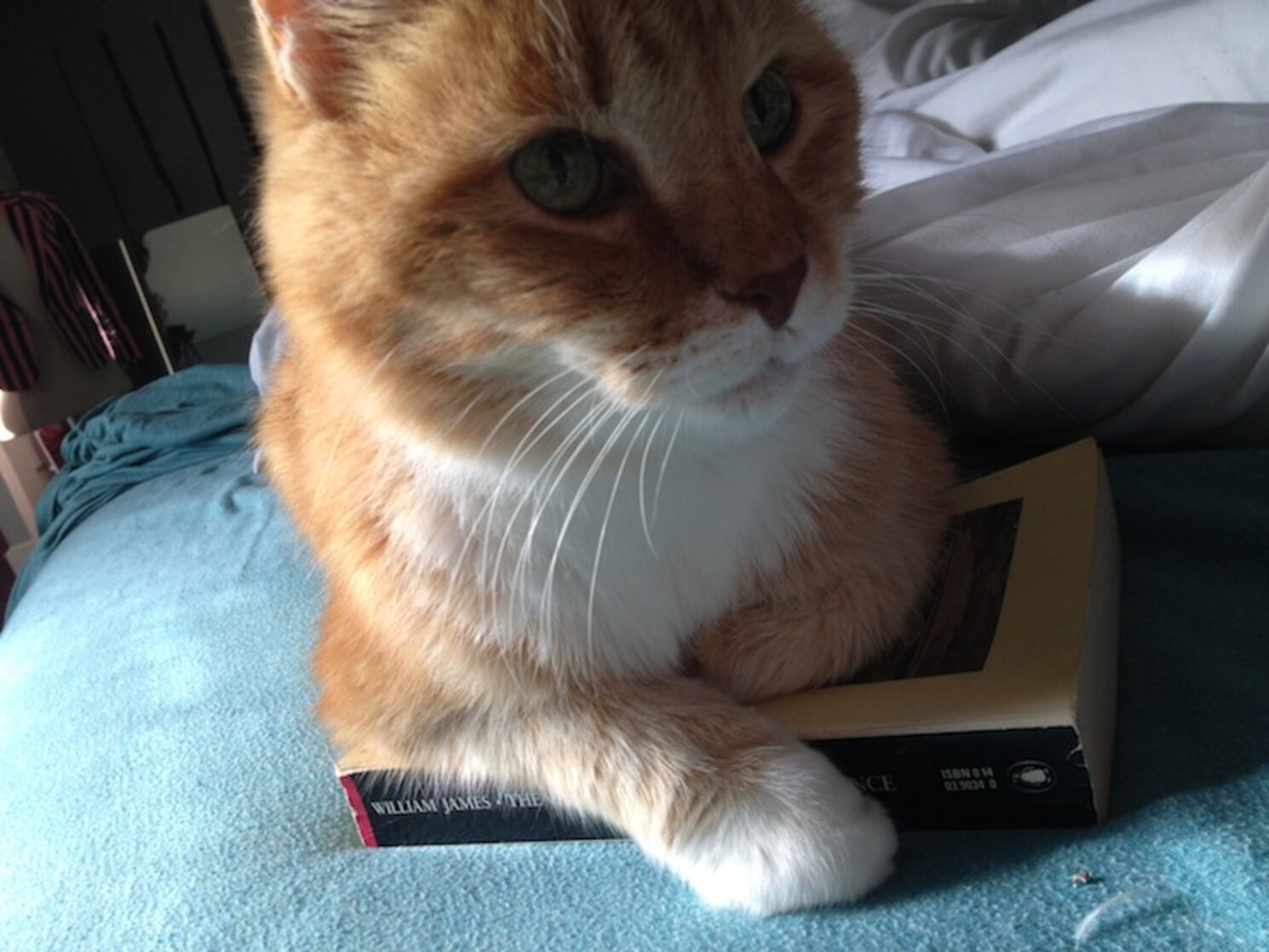 Why Does My Cat Lie On My Books? The Dodo