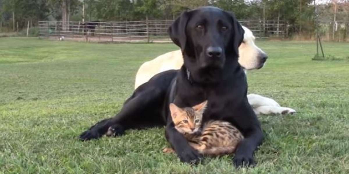 Dog Won't Let Anyone Hurt His Little Kitten - The Dodo