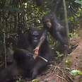 Chimp Mom Teaches Her Kid To Use A Tool
